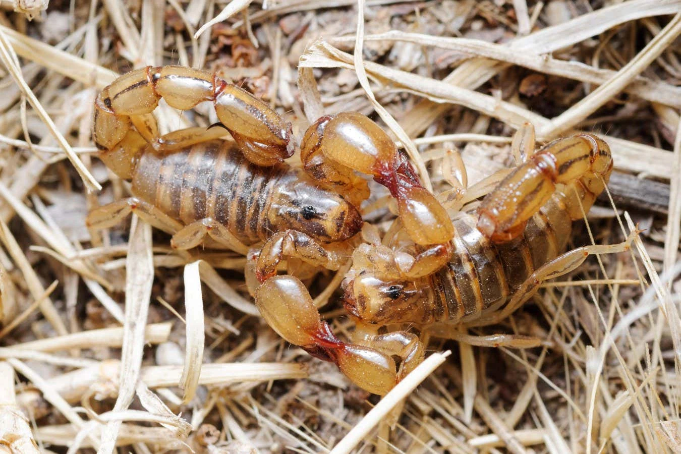 Female scorpions get stung during sex – and they seem to welcome it