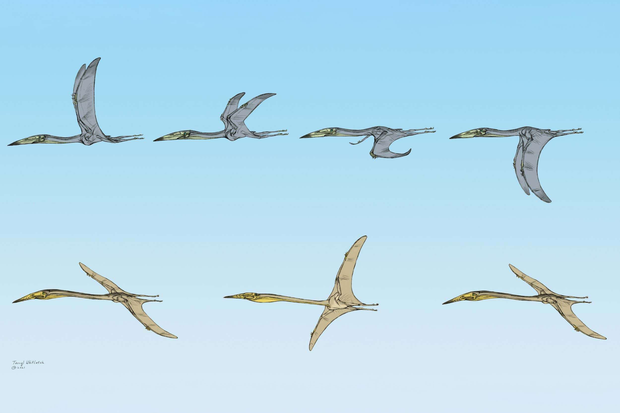 Stunningly preserved pterosaur fossils reveal how they soared