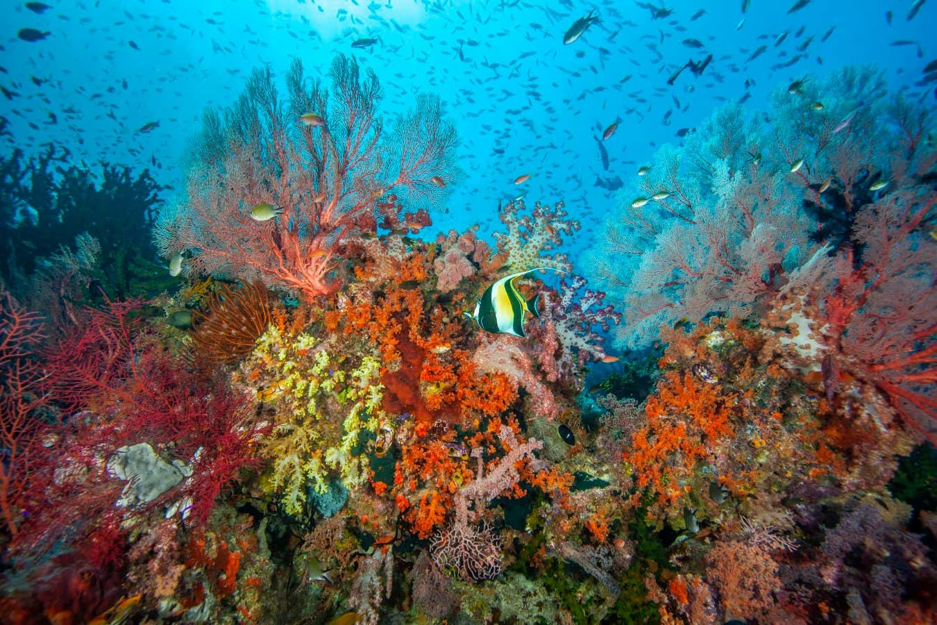 The last-ditch plan to save coral reefs from utter destruction