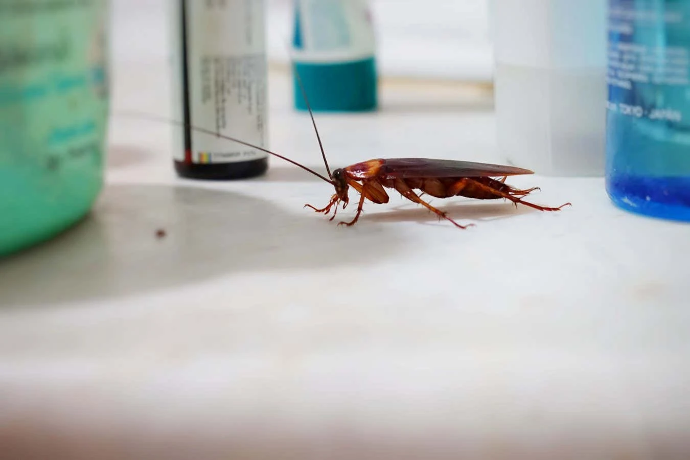 Consumer insecticides are useless for fighting cockroach infestations
