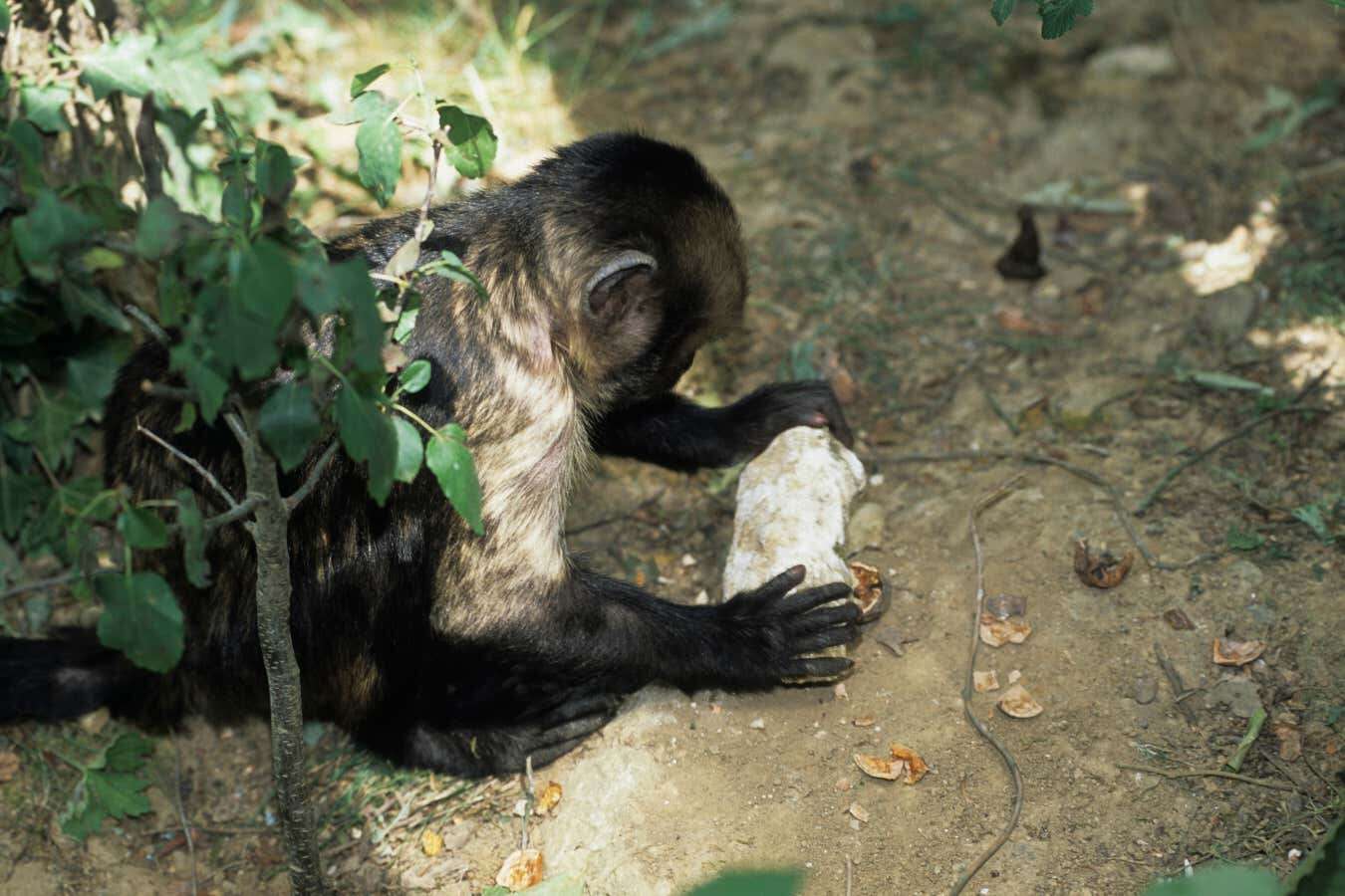 Stone tools help monkeys thrive in hostile habitats