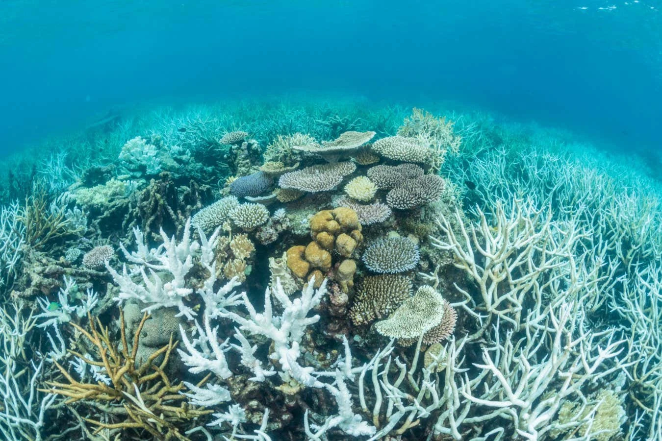 Artificial cooling 'urgent' for Great Barrier Reef after warming spike