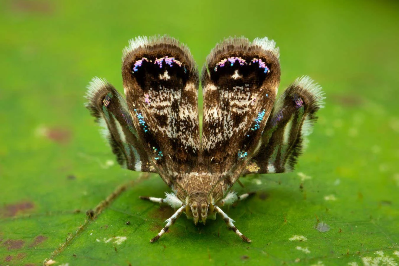 Some insects disguise themselves as spiders to avoid getting eaten