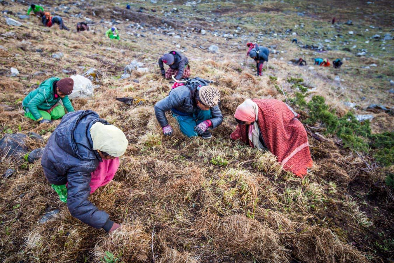 I went hunting for a zombie fungus worth more than its weight in gold