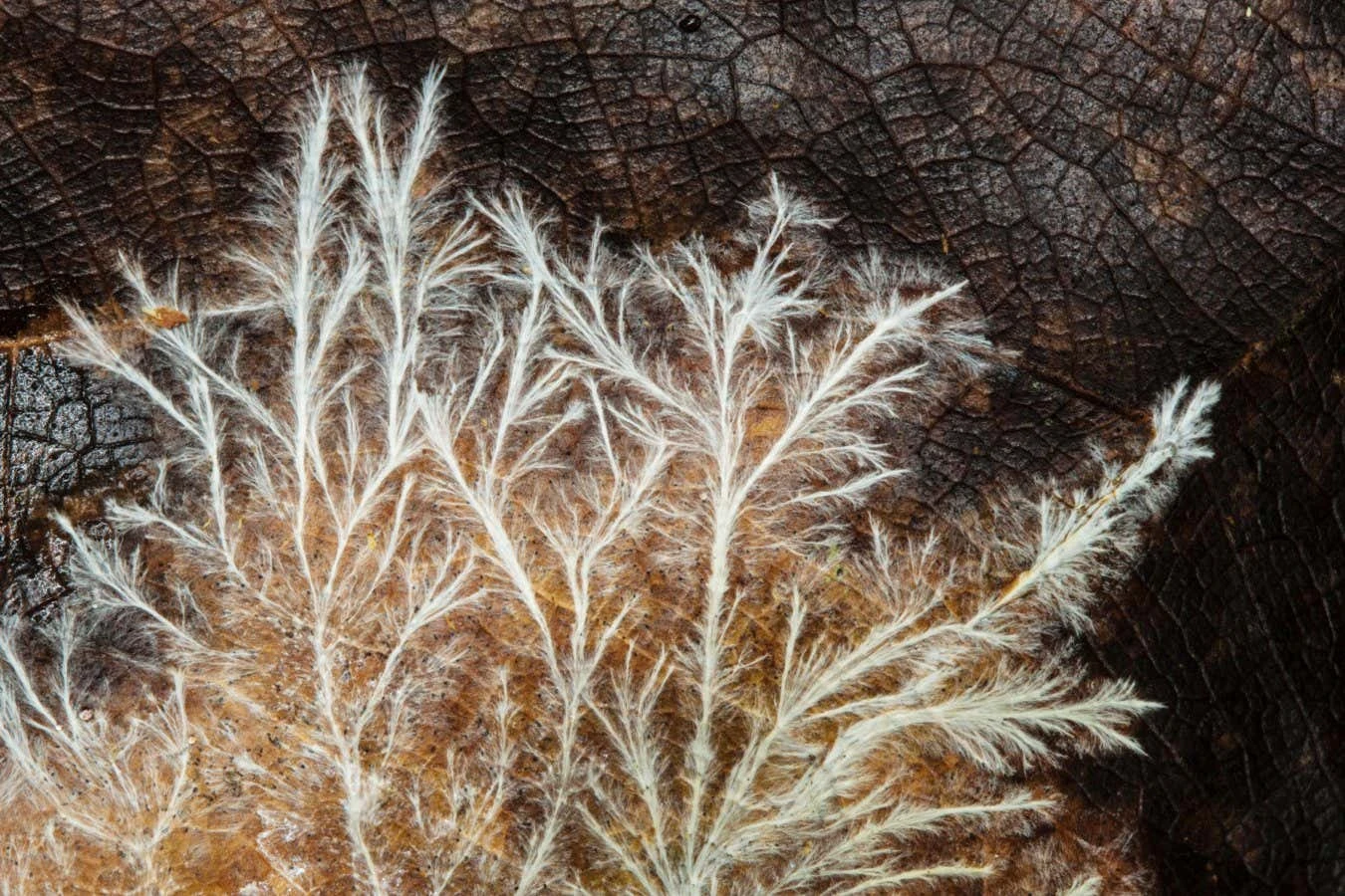 Fungi grow faster if you play sounds to them