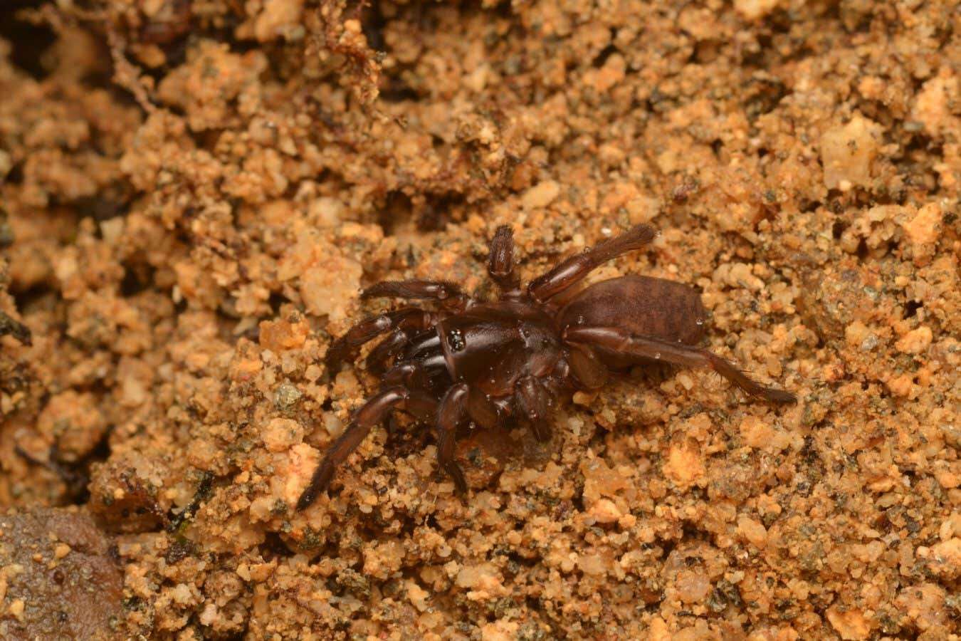 Tap-dancing spider rediscovered after disappearing for 92 years