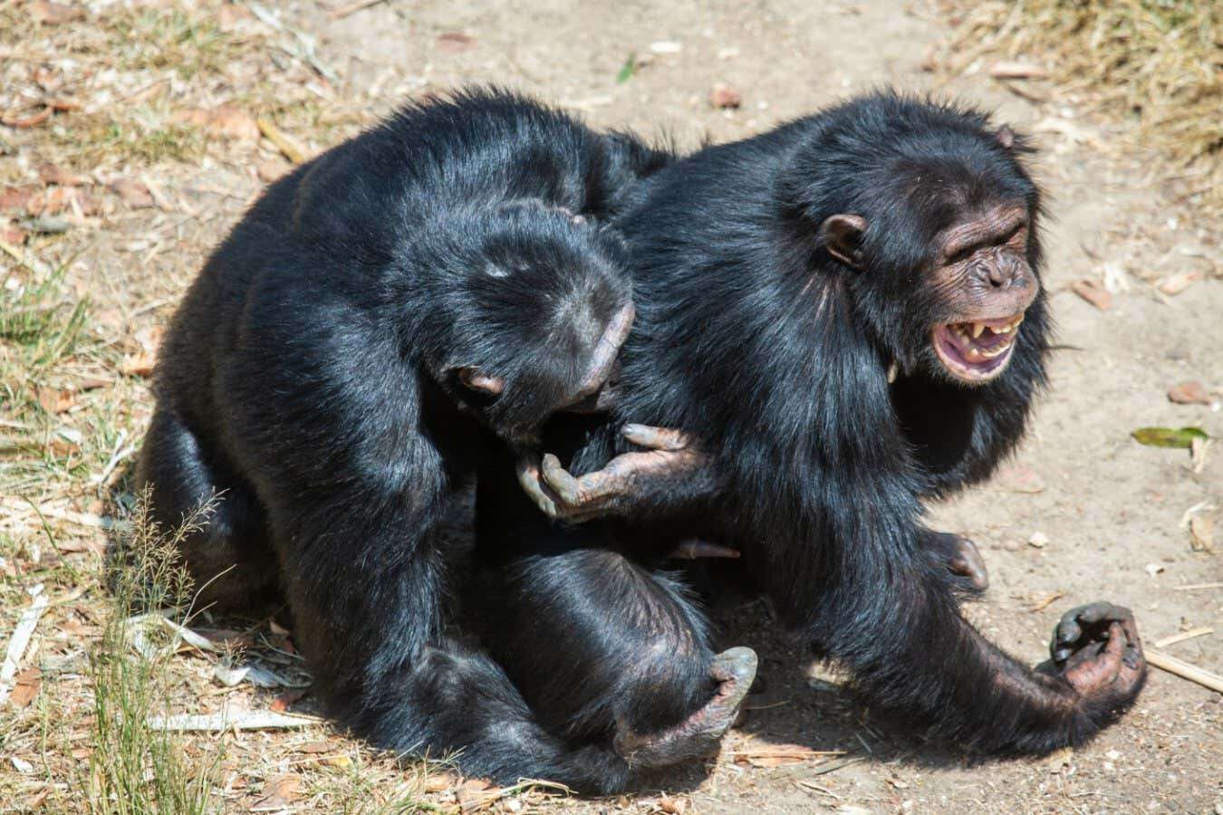 Chimps and bonobos relieve social tension by rubbing their genitals