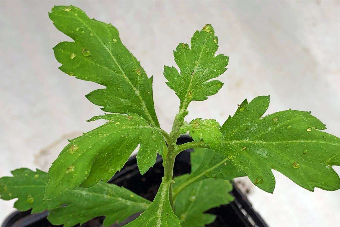 Sticky oil sprayed onto plants offers alternative to pesticides