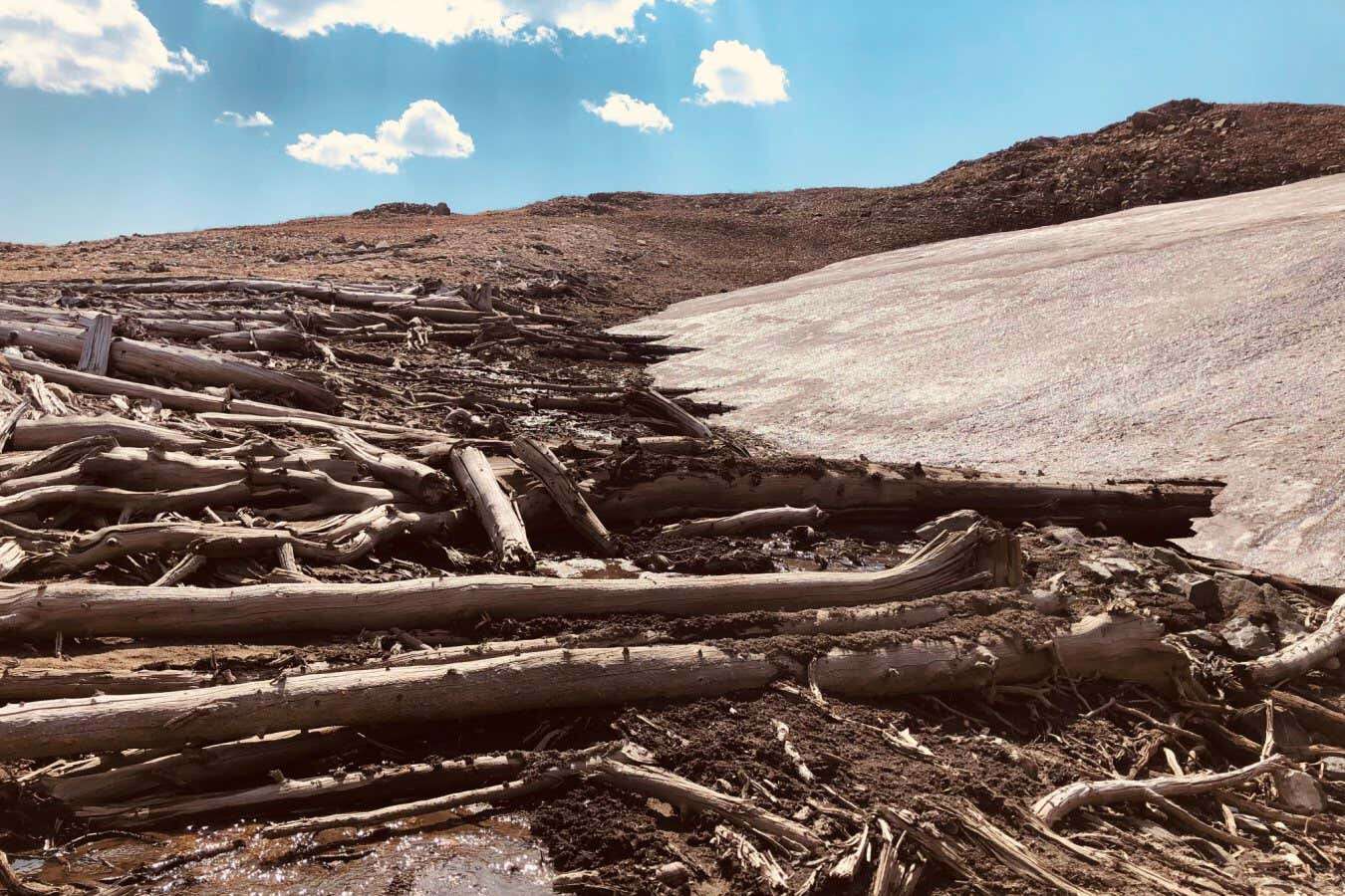 Melting ice reveals millennia old forest buried in the Rocky Mountains