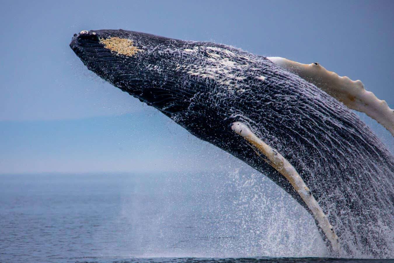 Whales may hone their singing skills by practising out of season