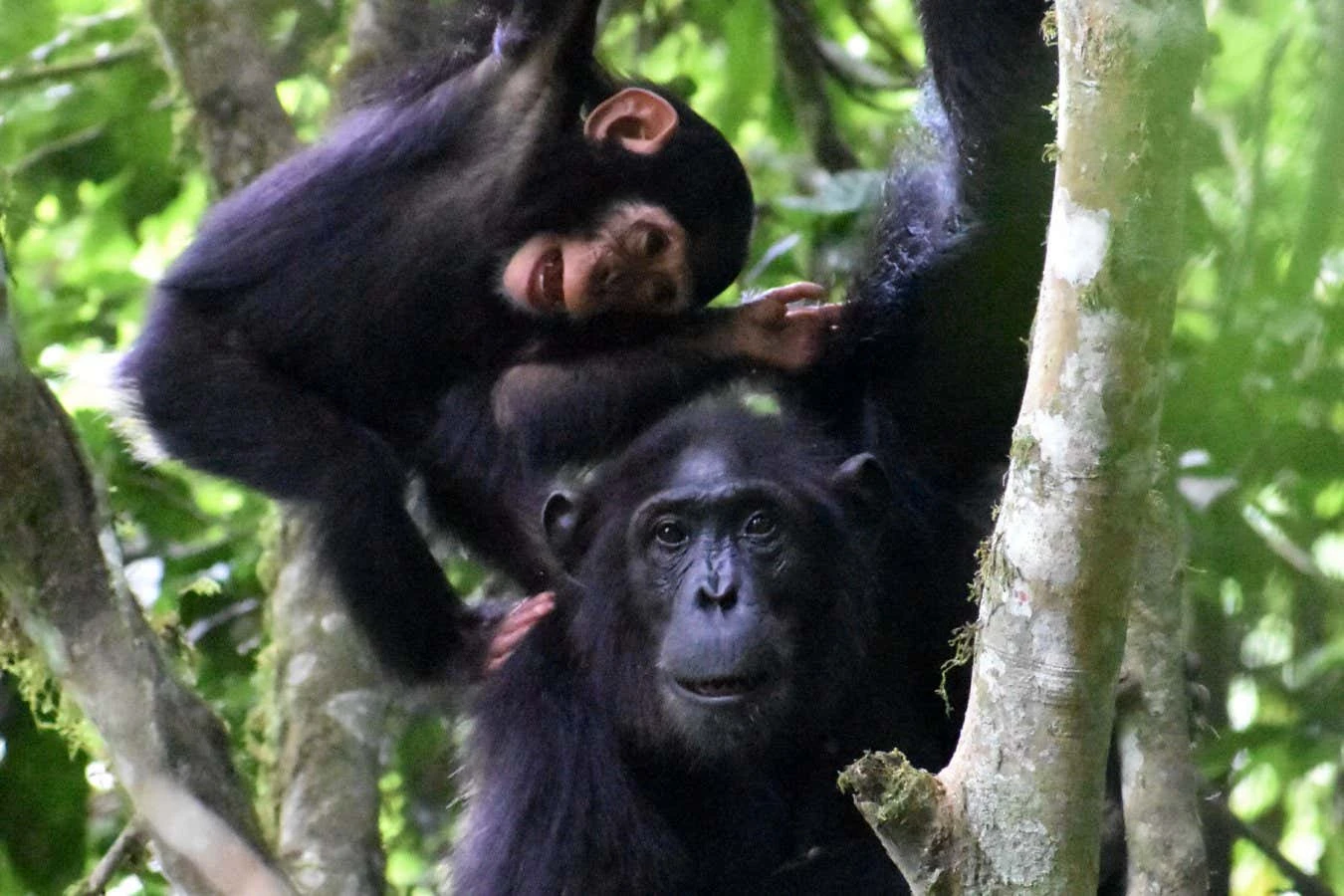 Chimp mothers play with their youngsters even when times are tough