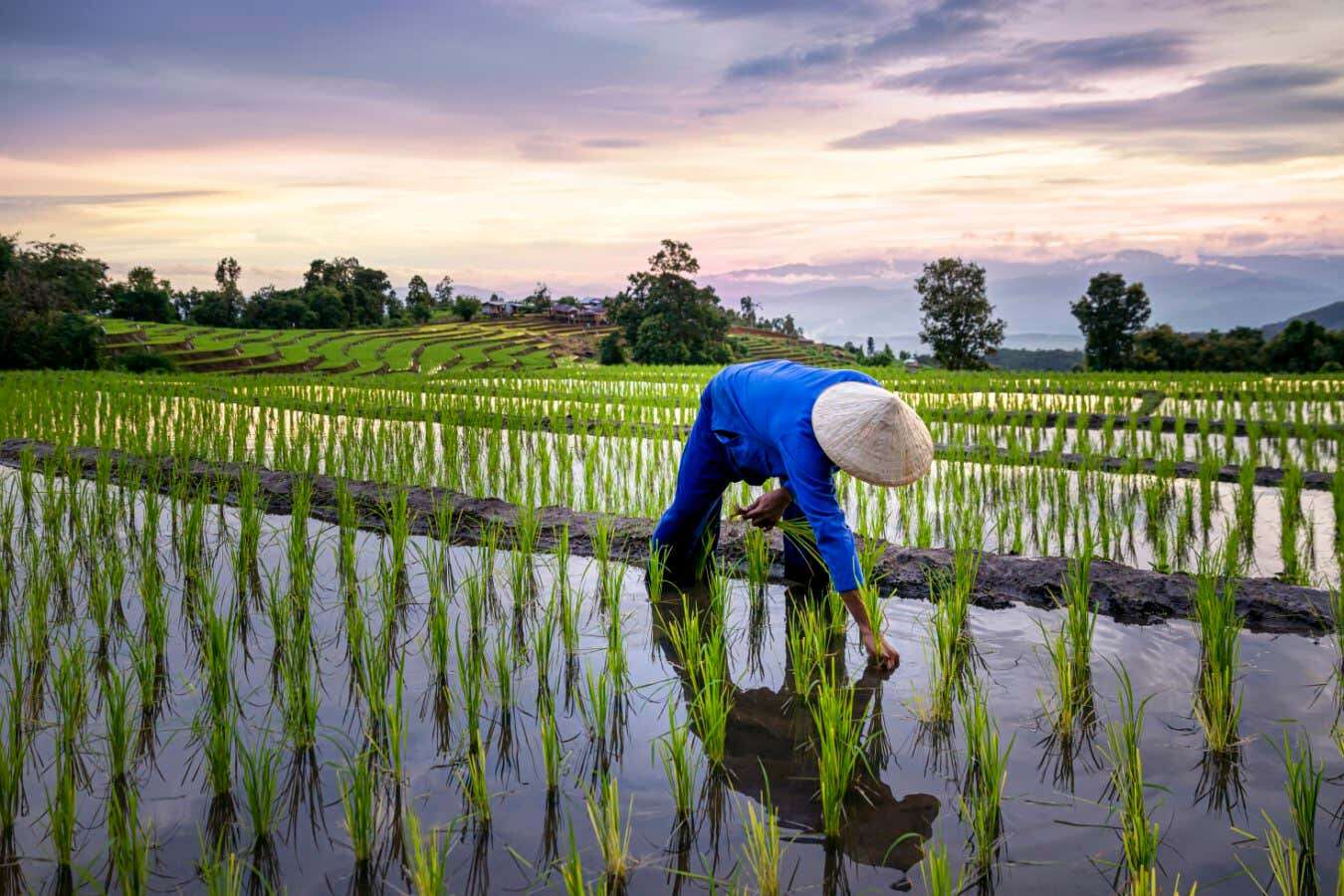 Rice variant slashes planet-warming methane emissions by 70 per cent