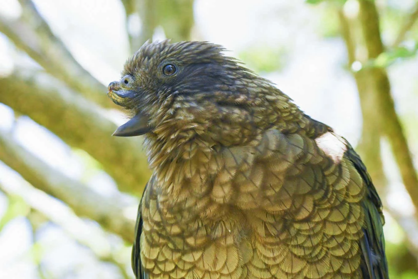 Parrot uses his broken beak to become a dominant male