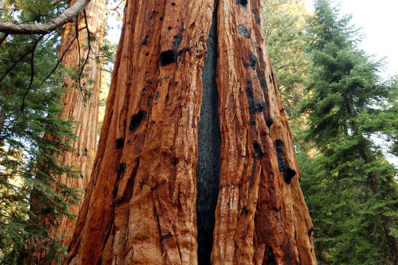 Tree scars reveal how wildfires in centuries past differed from today