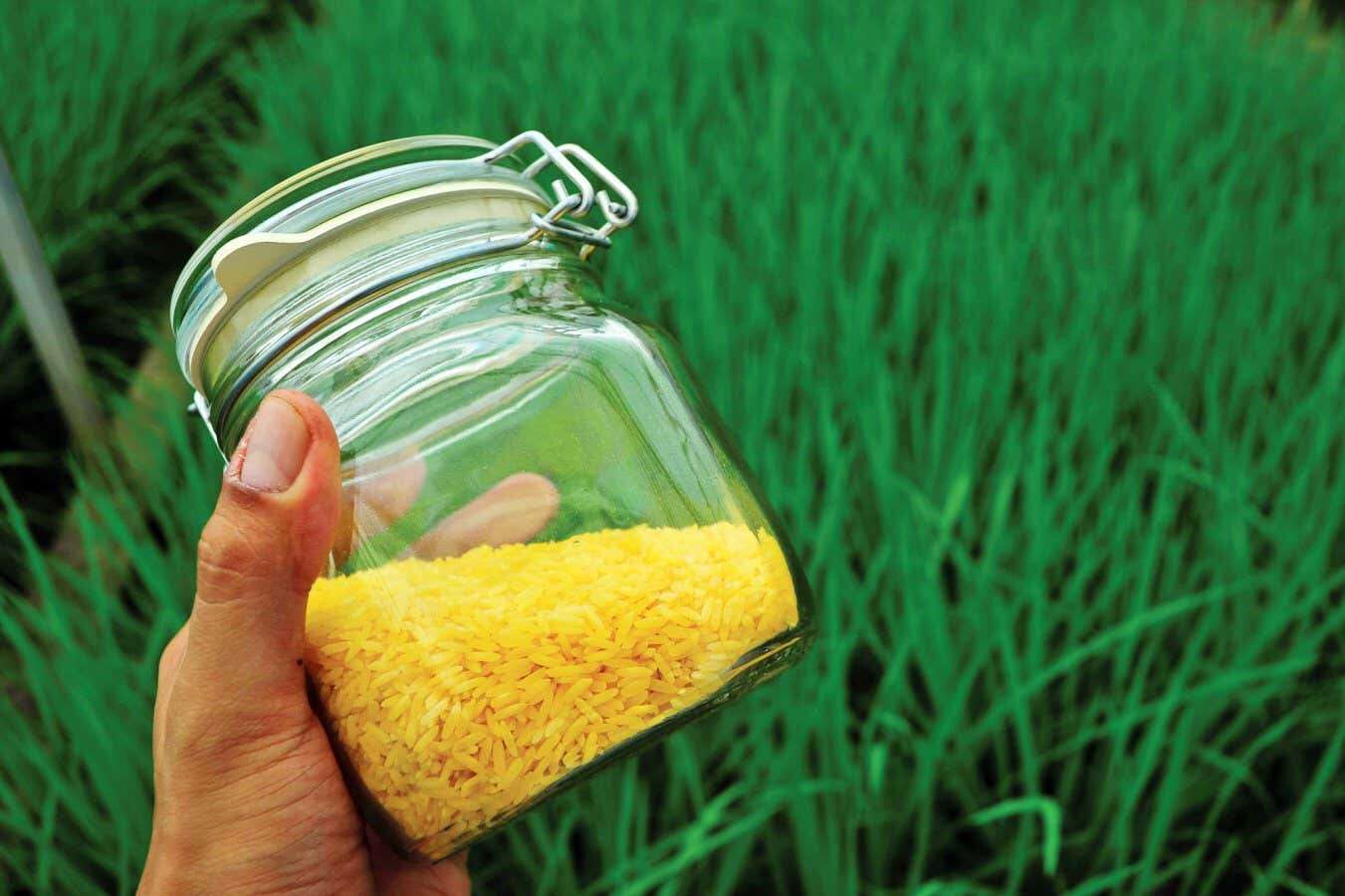 Genetically modified golden rice may yet succeed in the Philippines