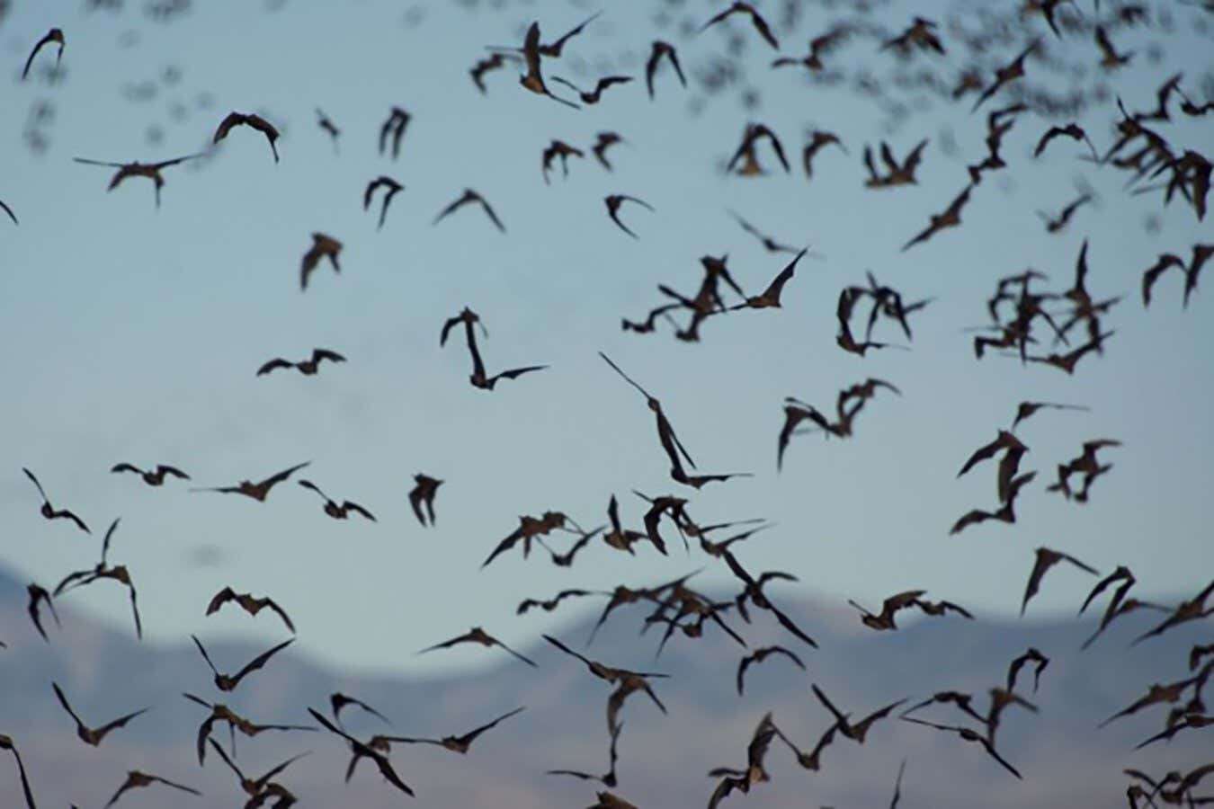 How bats pick out their own calls when flying in enormous swarms