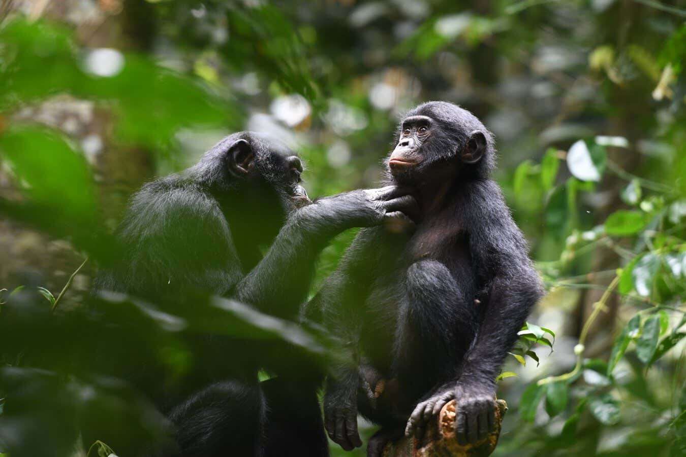 Bonobos are friendly with those outside their group – unlike chimps