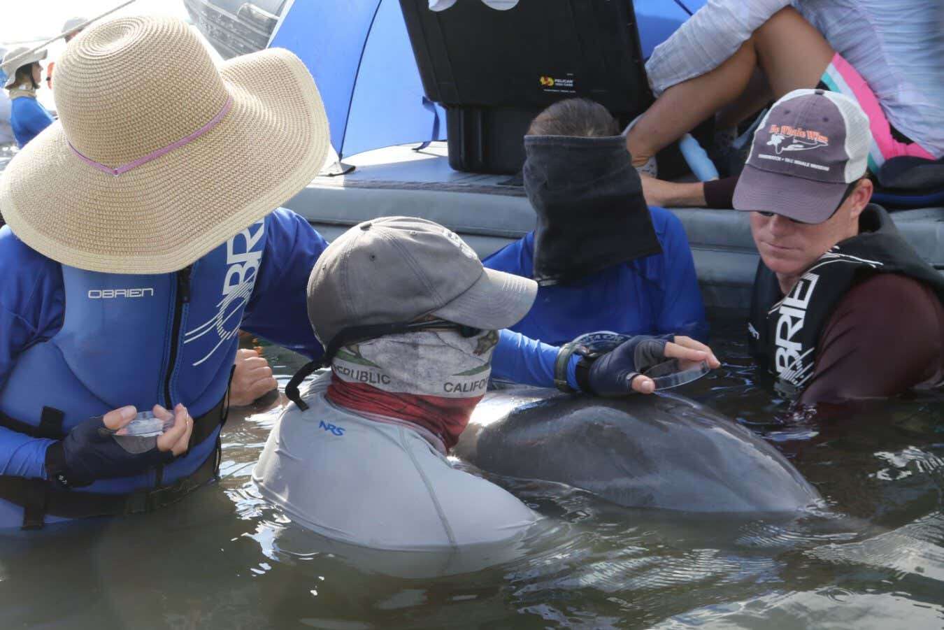 Dolphins breathe in microplastics and it could be damaging their lungs