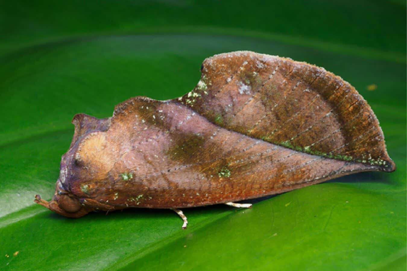 How a moth uses an optical illusion to disguise itself as a leaf