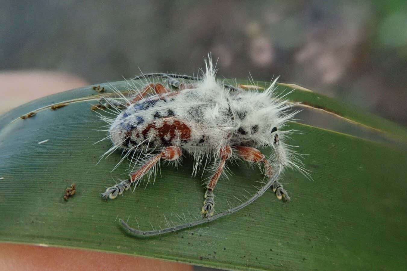 Fluffy beetle discovered in Australia may be the world's hairiest