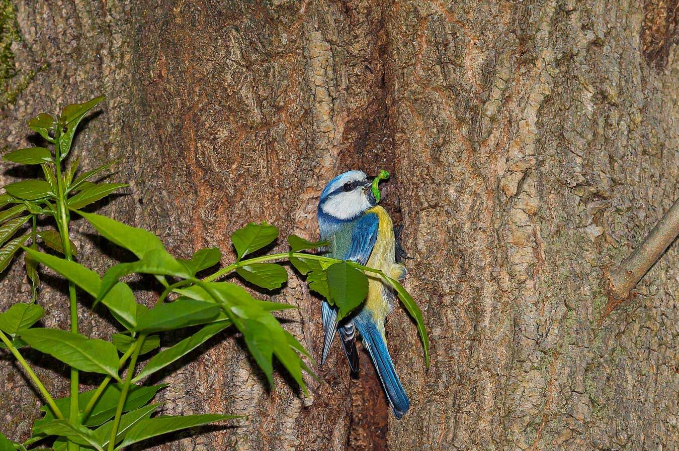 Blue tits shared a tree hollow with bird-eating bats – and survived