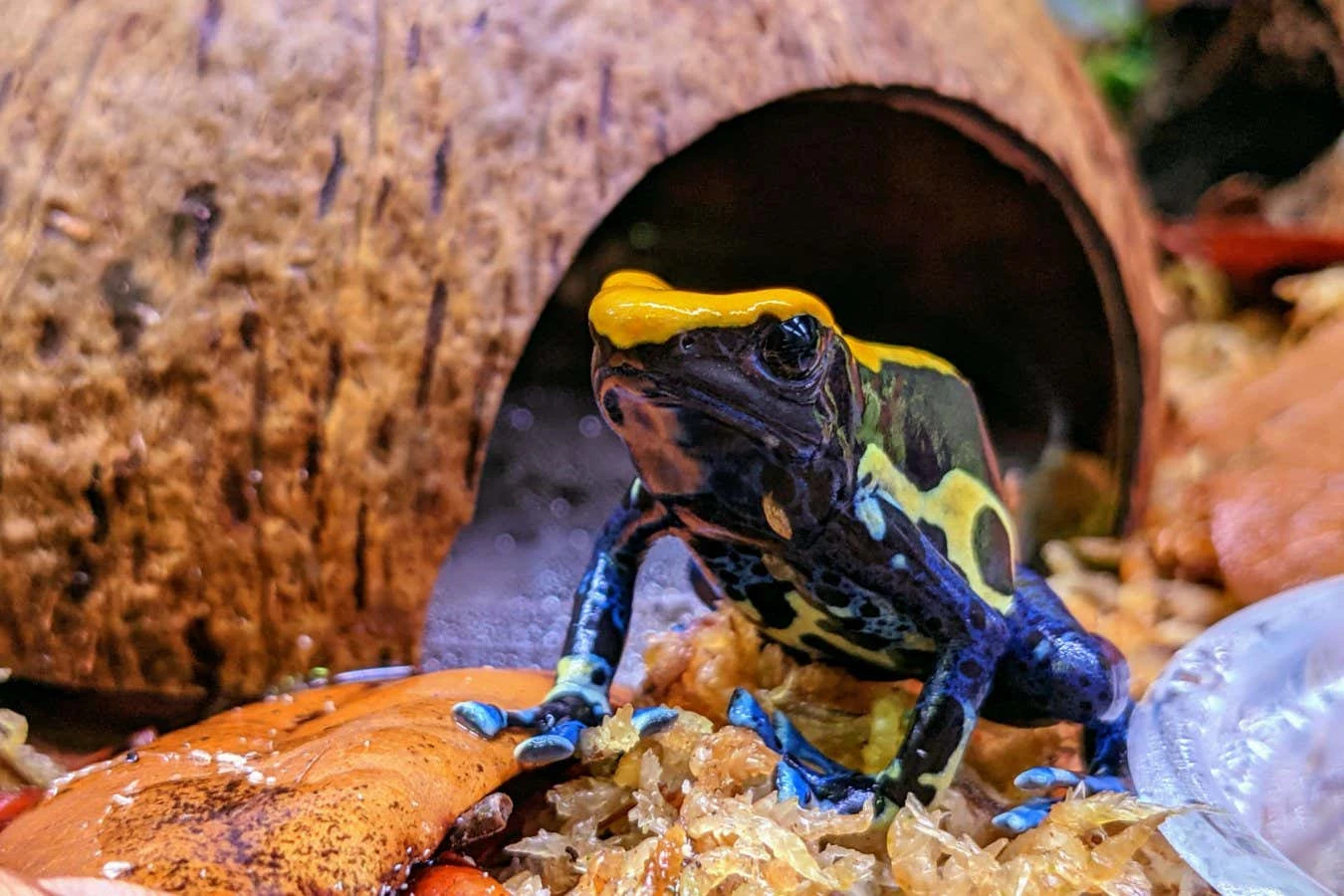 Poison frogs tap-dance to rouse prey and make them easier to catch