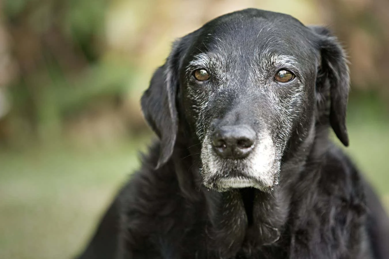 Can a pill really reverse ageing in dogs? Don't get your hopes up yet