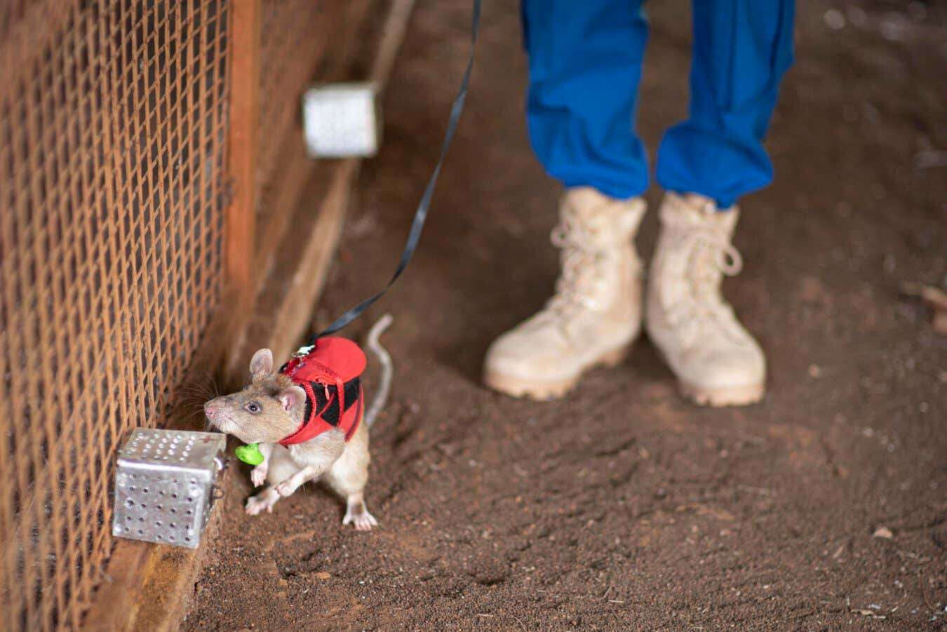 Giant rats trained to sniff out illegal wildlife trade