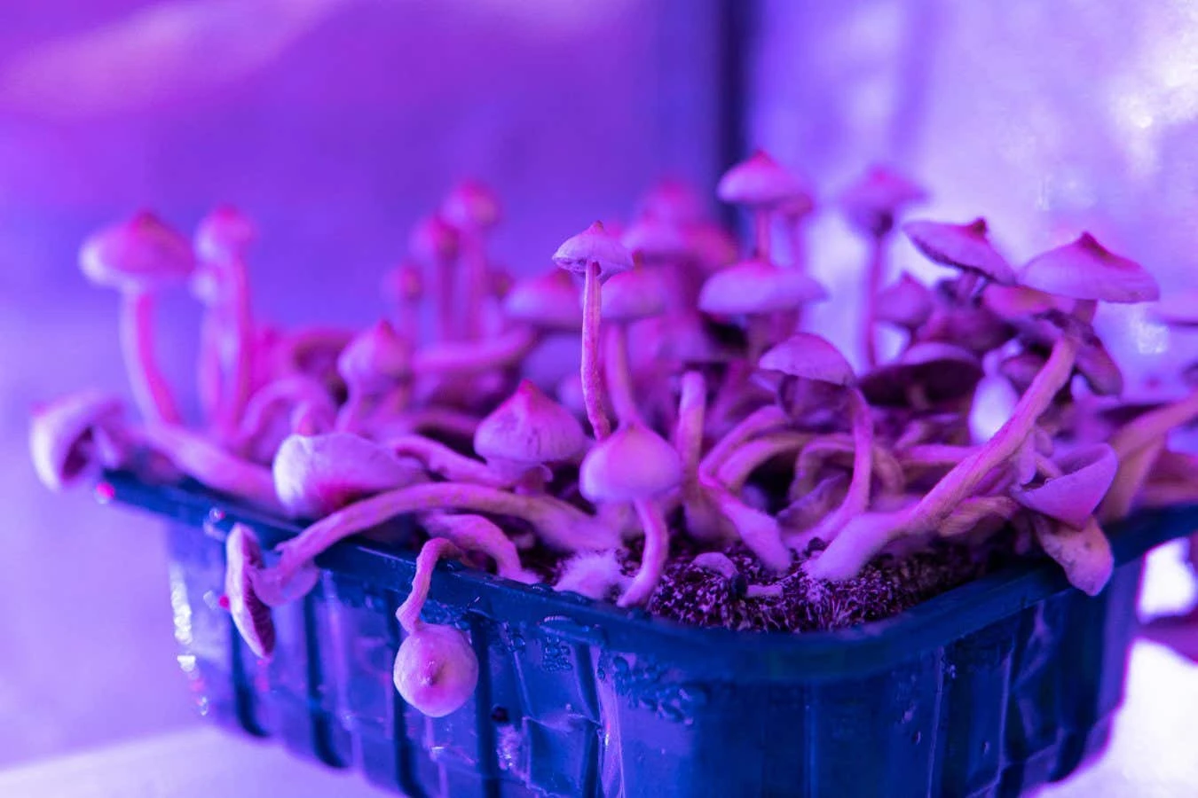 Psychedelics may boost mental health by dampening inflammation