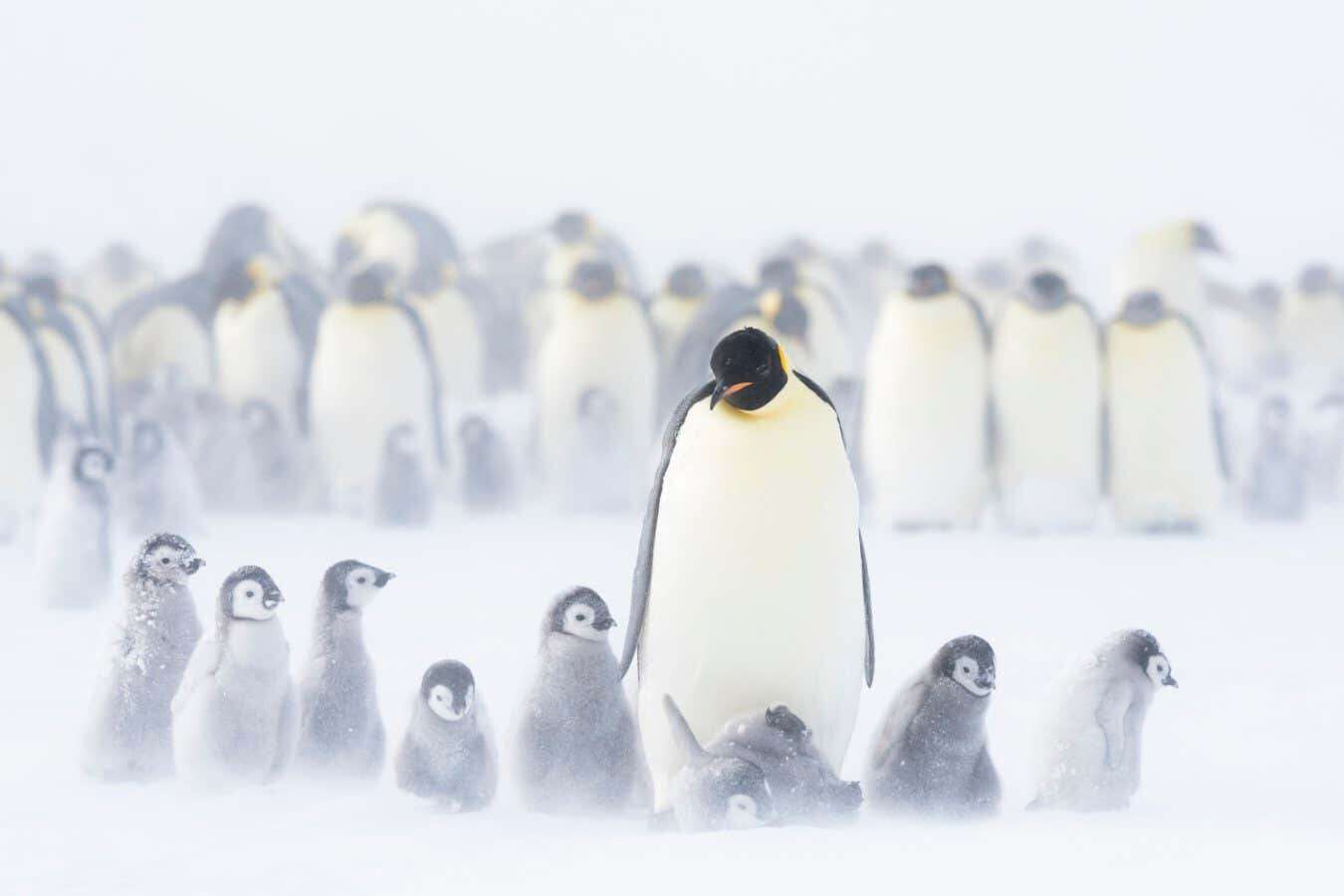 We thought we knew emperor penguins – robots are proving us wrong