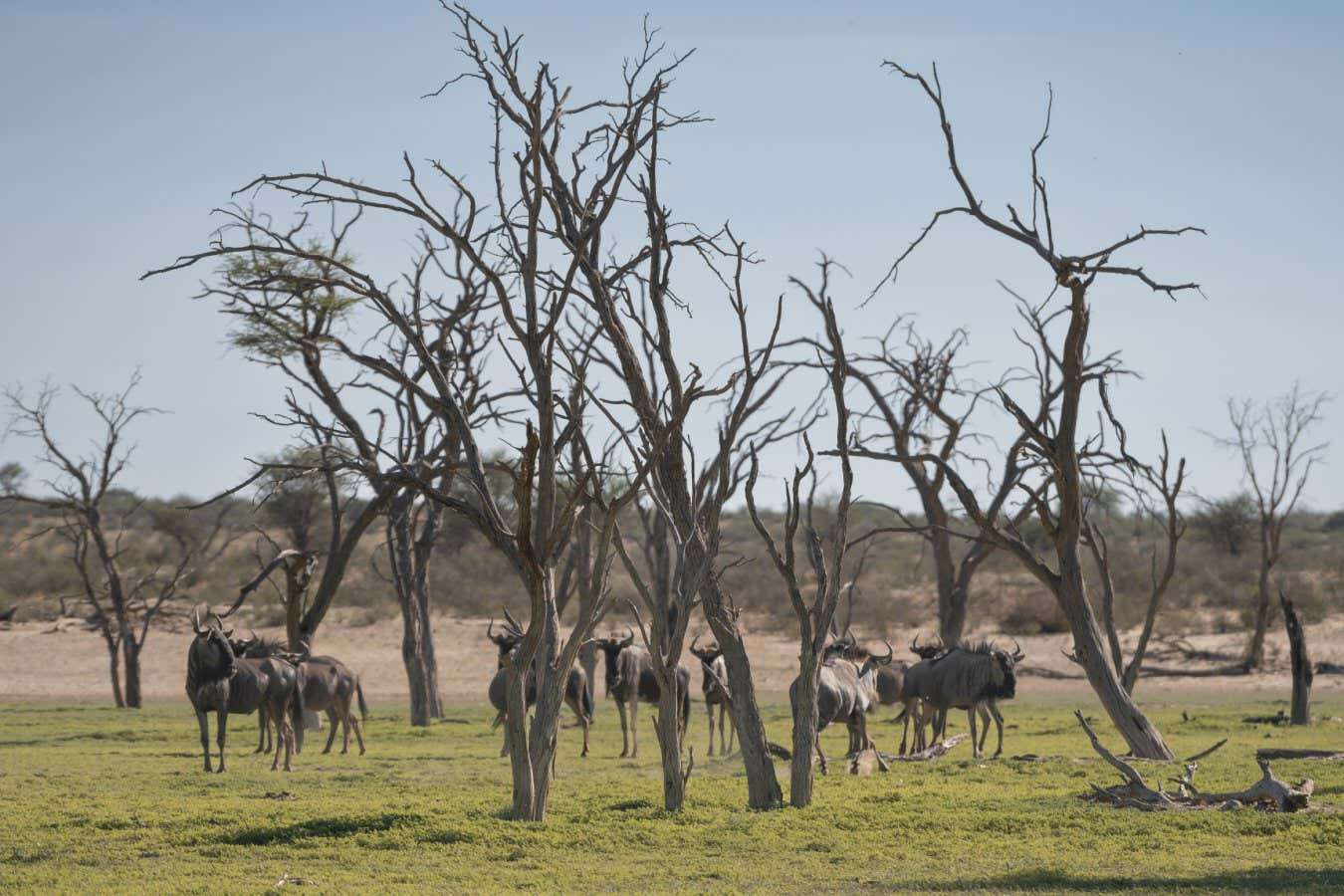 AI can predict tipping points for systems from forests to power grids