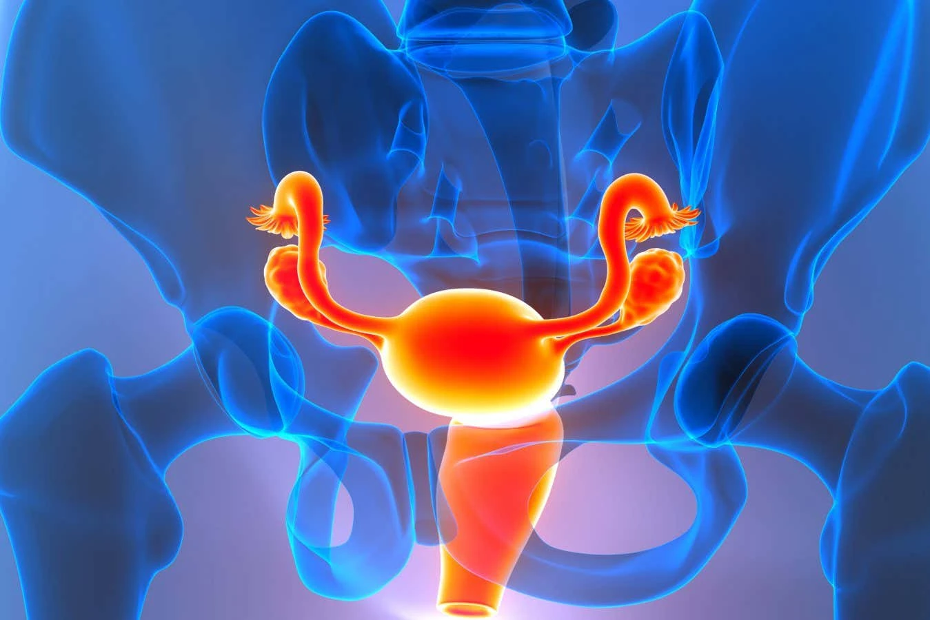 Ovary identity shift after menopause may contribute to inflammation