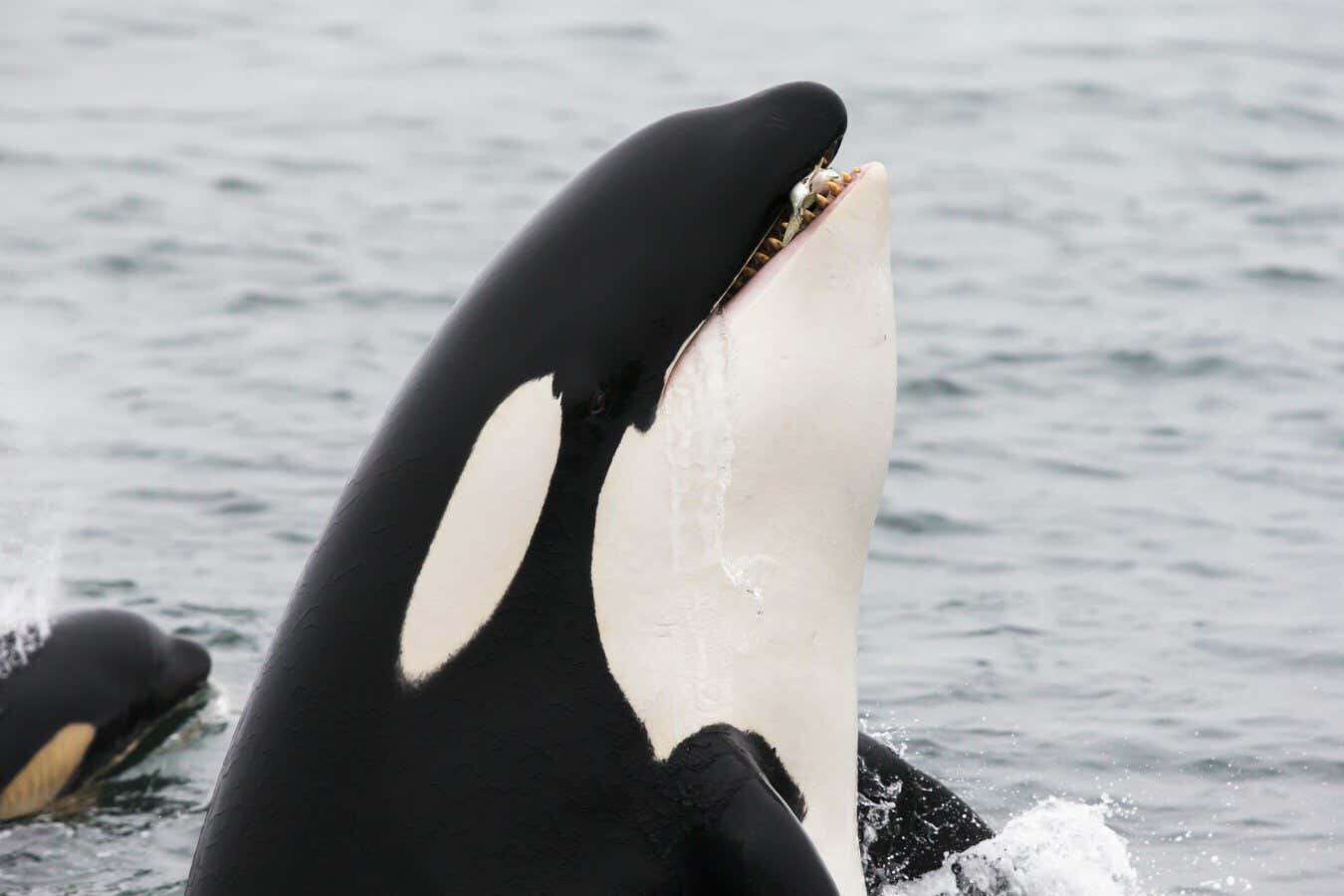 Orcas have begun wearing salmon hats again – and we may soon know why