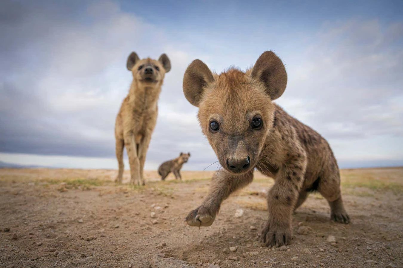 The best animal photos of 2023, from hyenas to southern stingrays