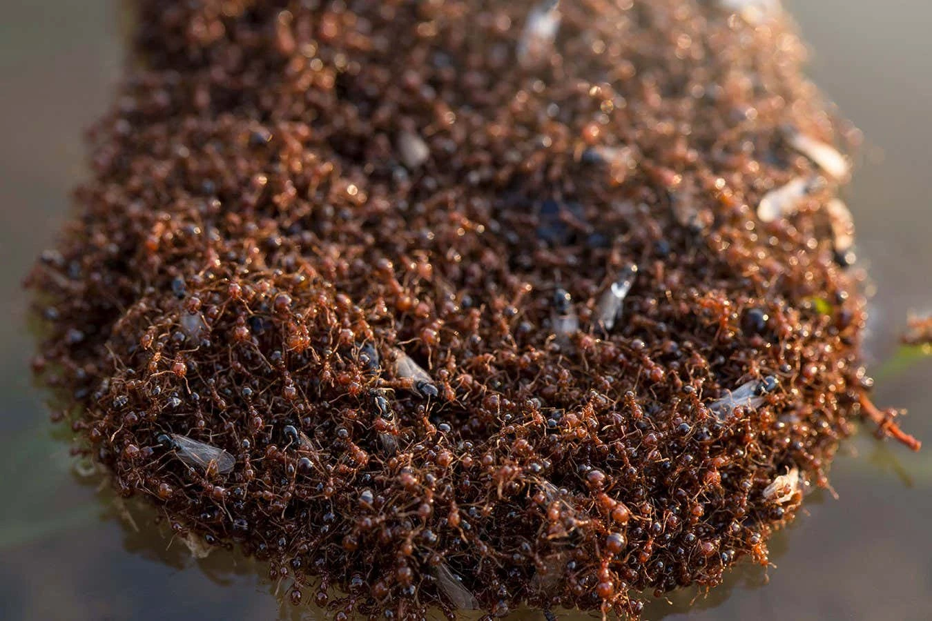 Fire ants form rafts that have weird properties when stretched