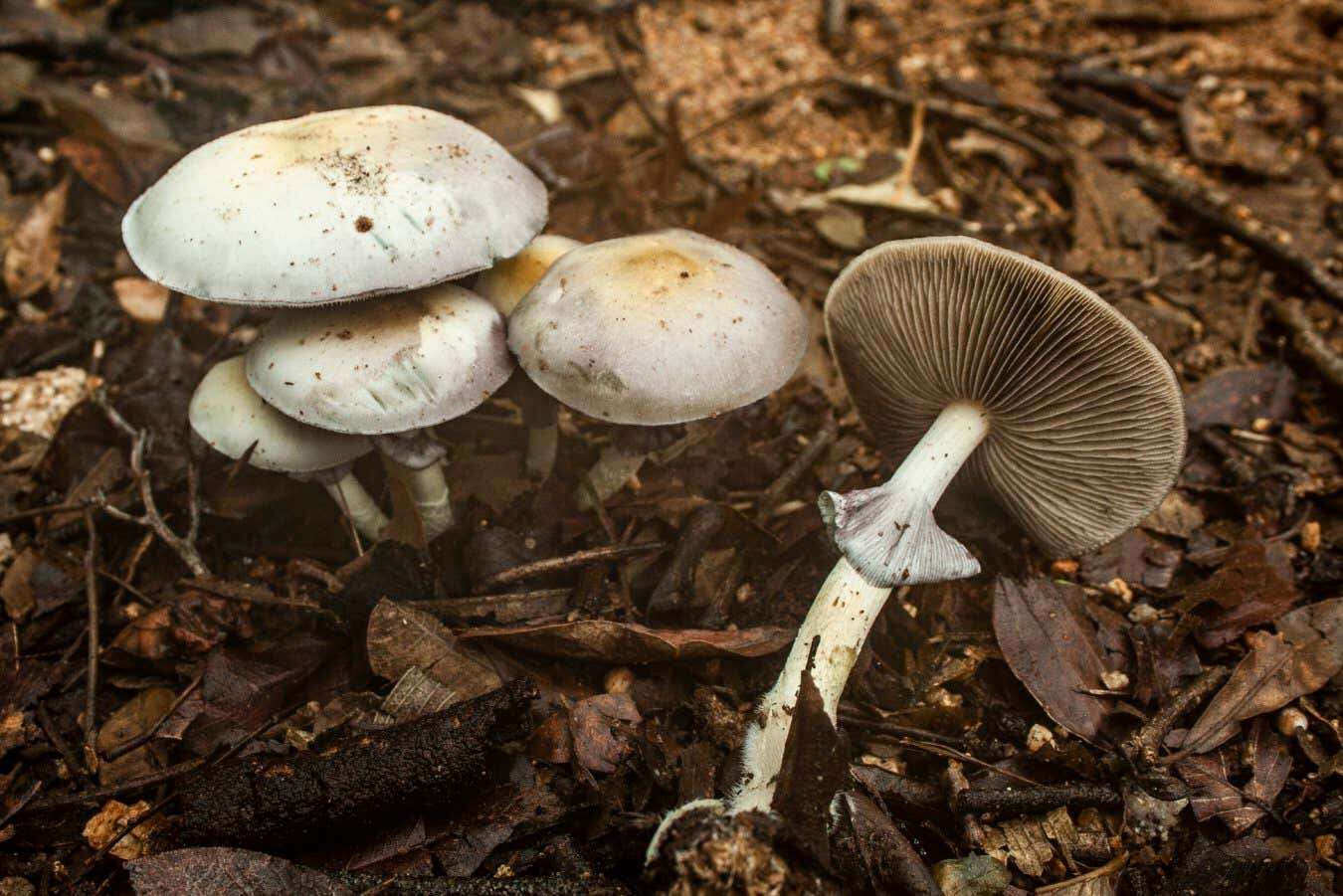 Magic mushrooms found in Africa are a species new to science