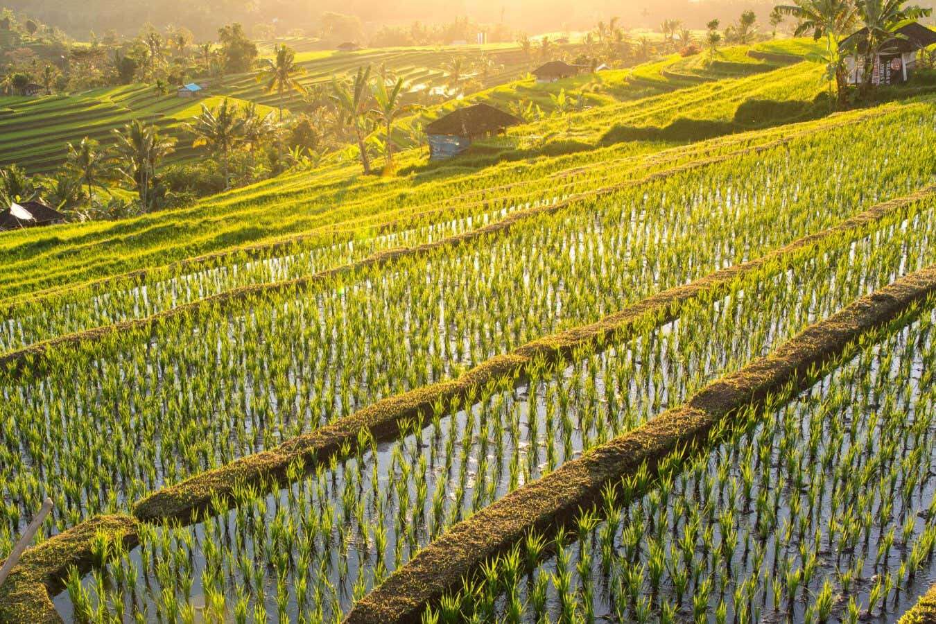 Spraying rice with sunscreen particles during heat waves boosts growth