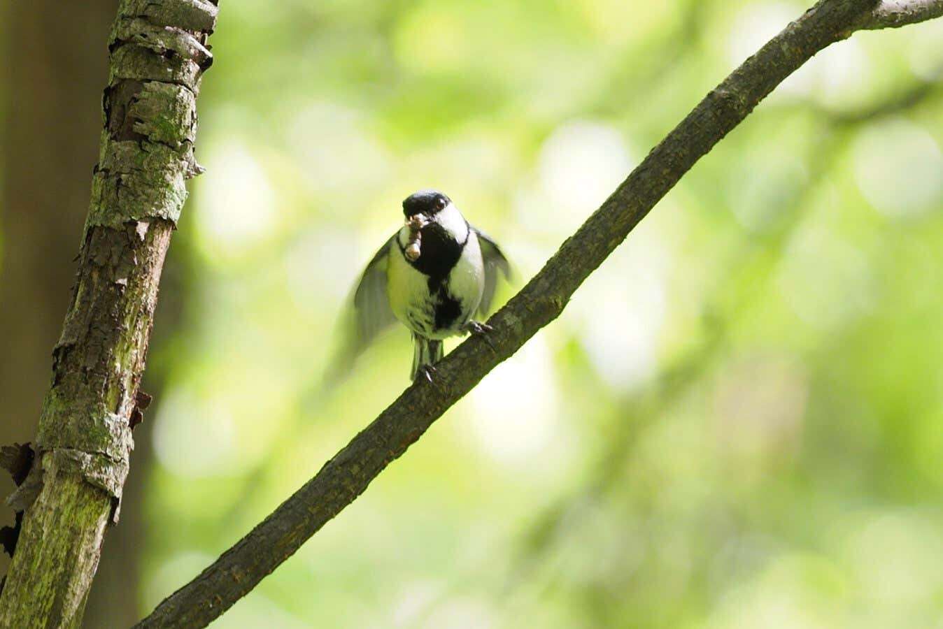 Birds make an 'after you' gesture to prompt their mate to enter nest