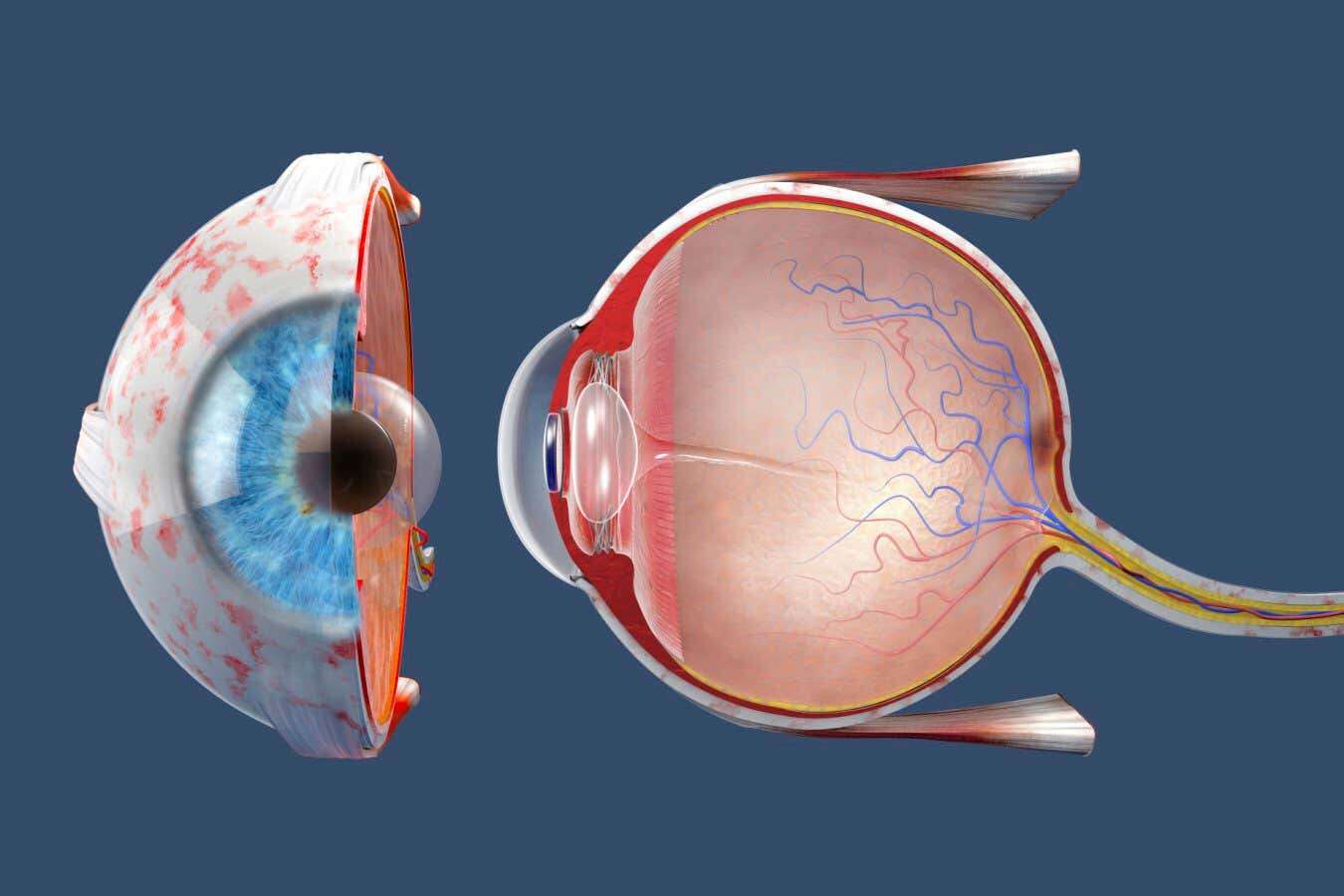 Stem cell transplant gives hope for treating age-related sight loss