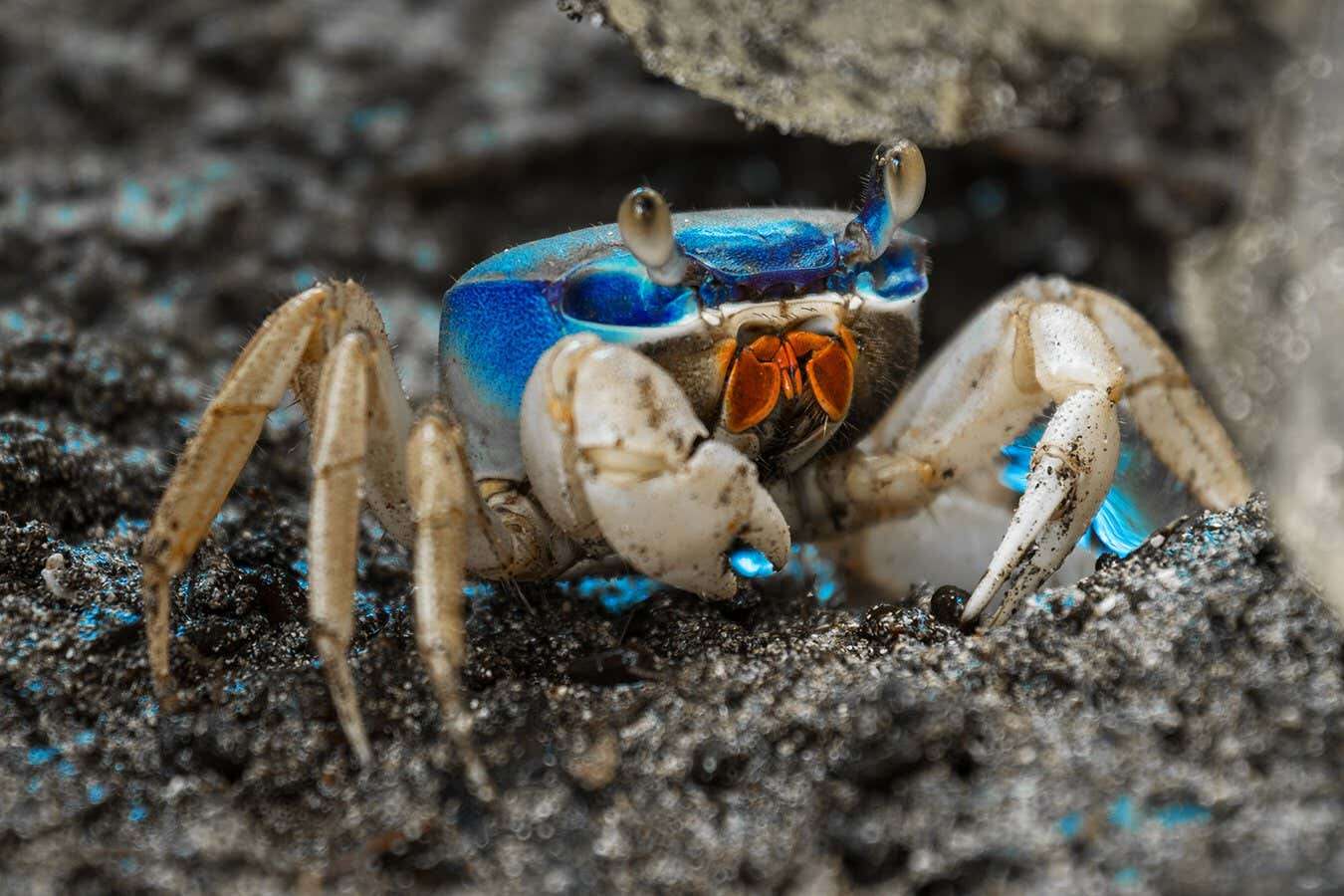 Crabs evolved to live away from the ocean up to 17 different times