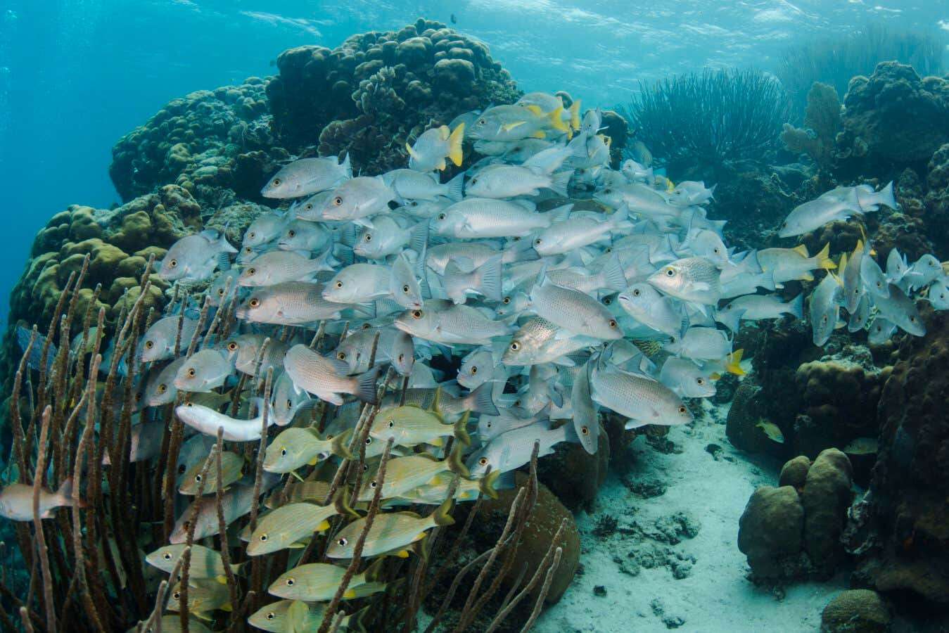 Marine protected areas aren't helping fish populations recover