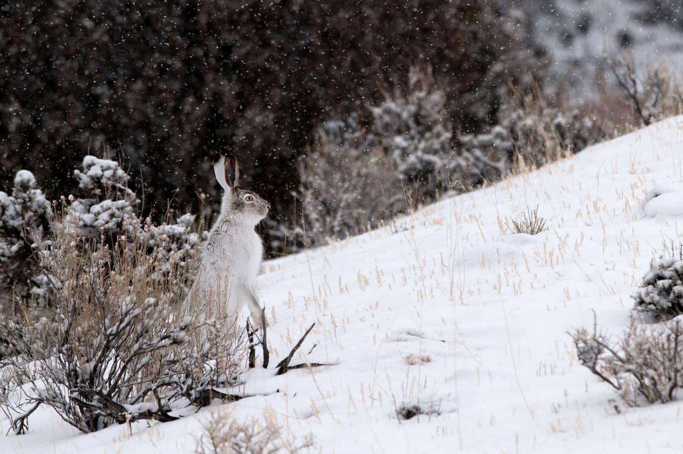 Snow days set to disappear across much of the US