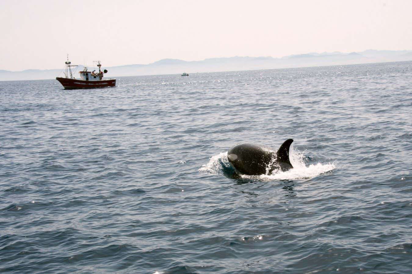 Orcas sink another sailboat as a bewildering wave of attacks continues