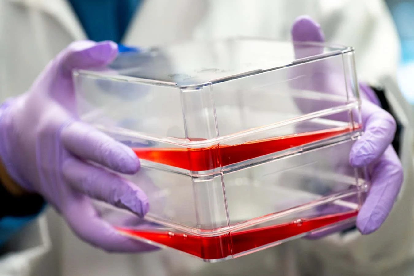 Fast-growing engineered cow cells could slash cost of cultured meat