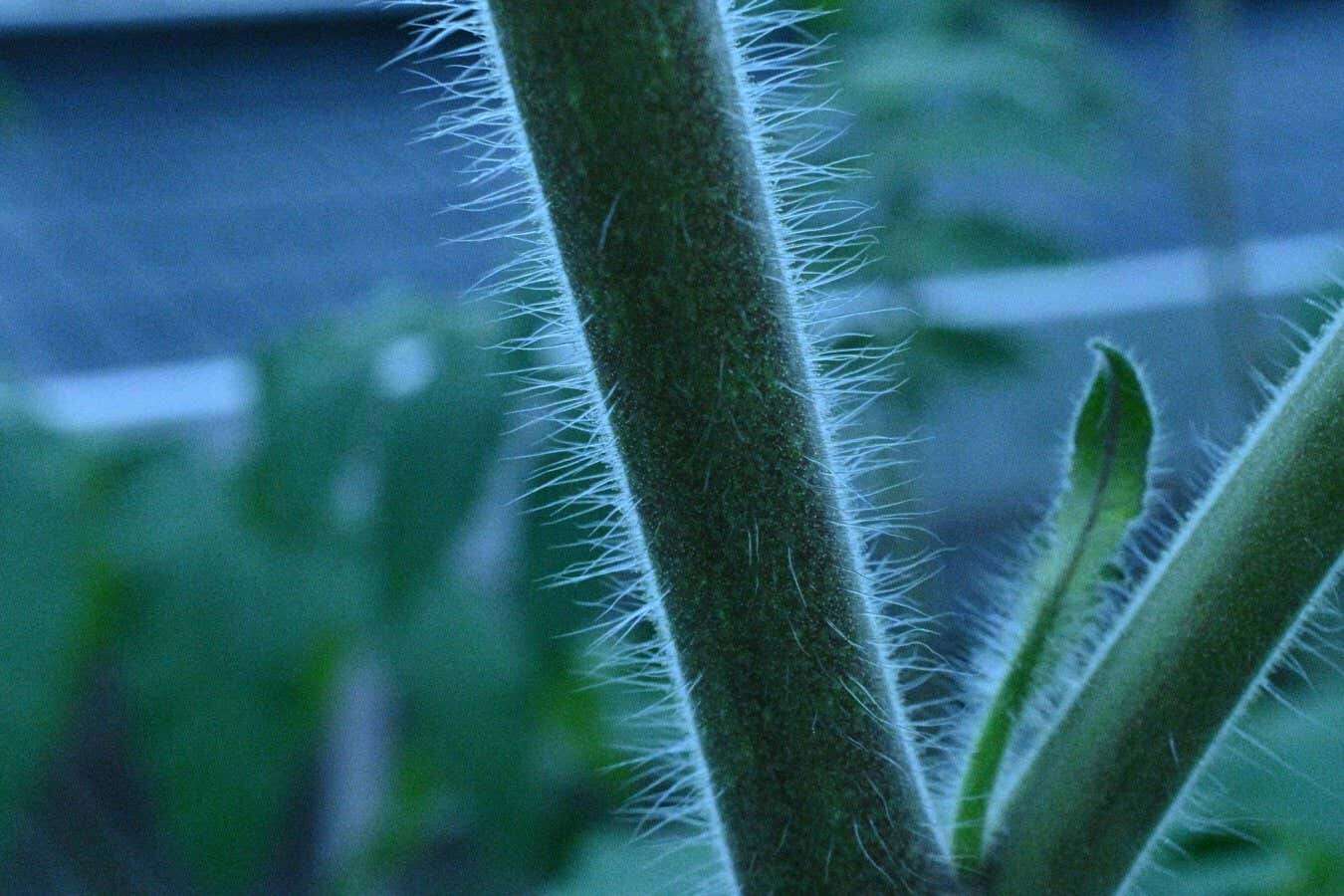 Tomato plants are covered in tiny anti-pest booby traps