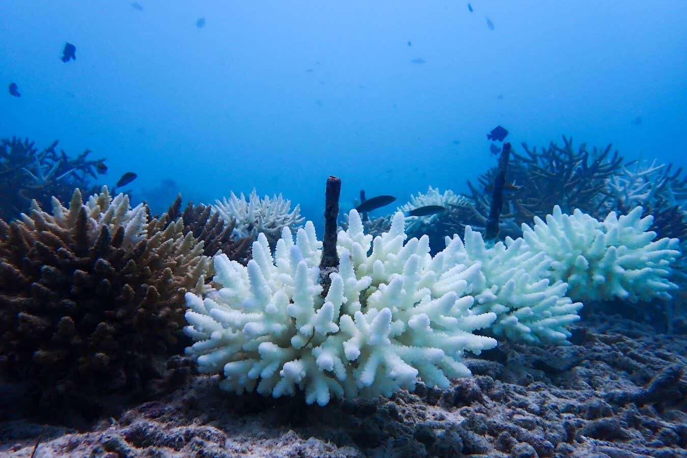 Here's how coral reefs might survive hotter, more acidic oceans