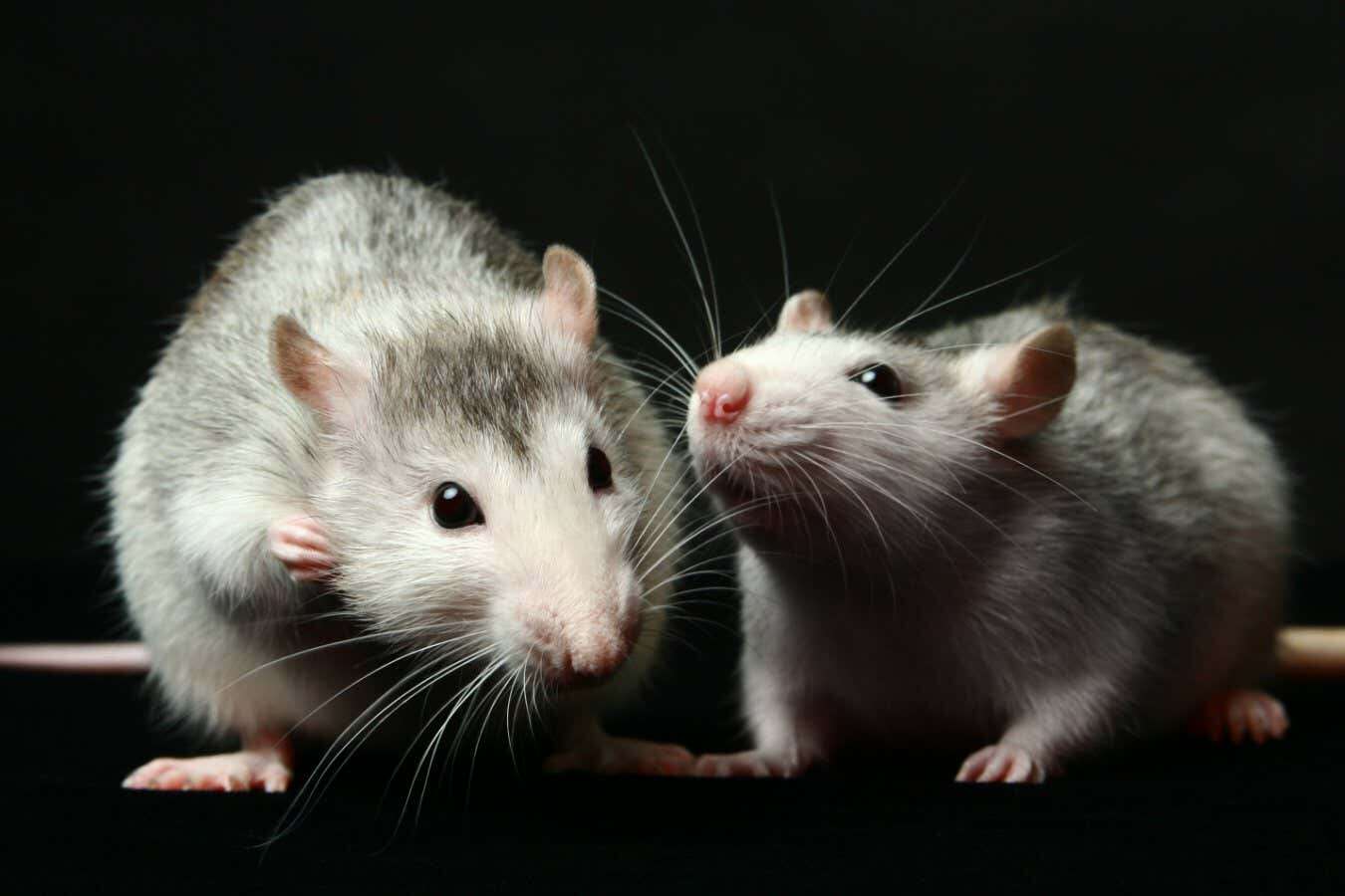 Rats squeak with happiness when they are with another rat