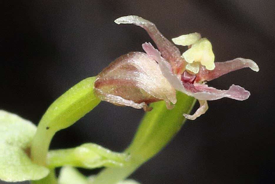 An orchid uses a finger-like appendage to pollinate itself