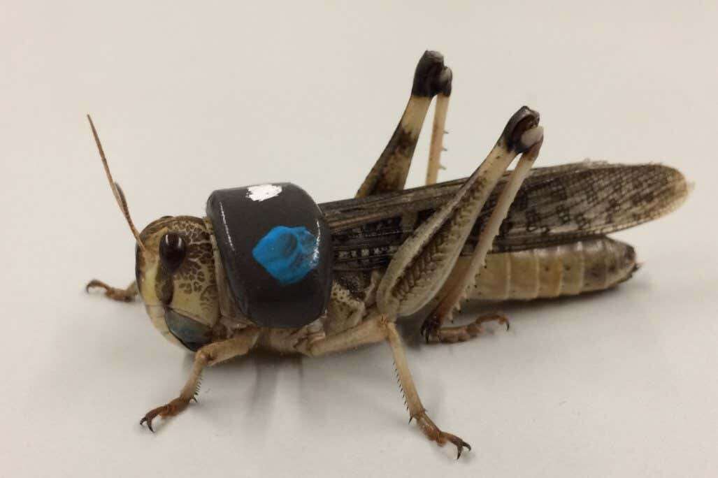 Locusts spun in a centrifuge develop extra-strong exoskeletons