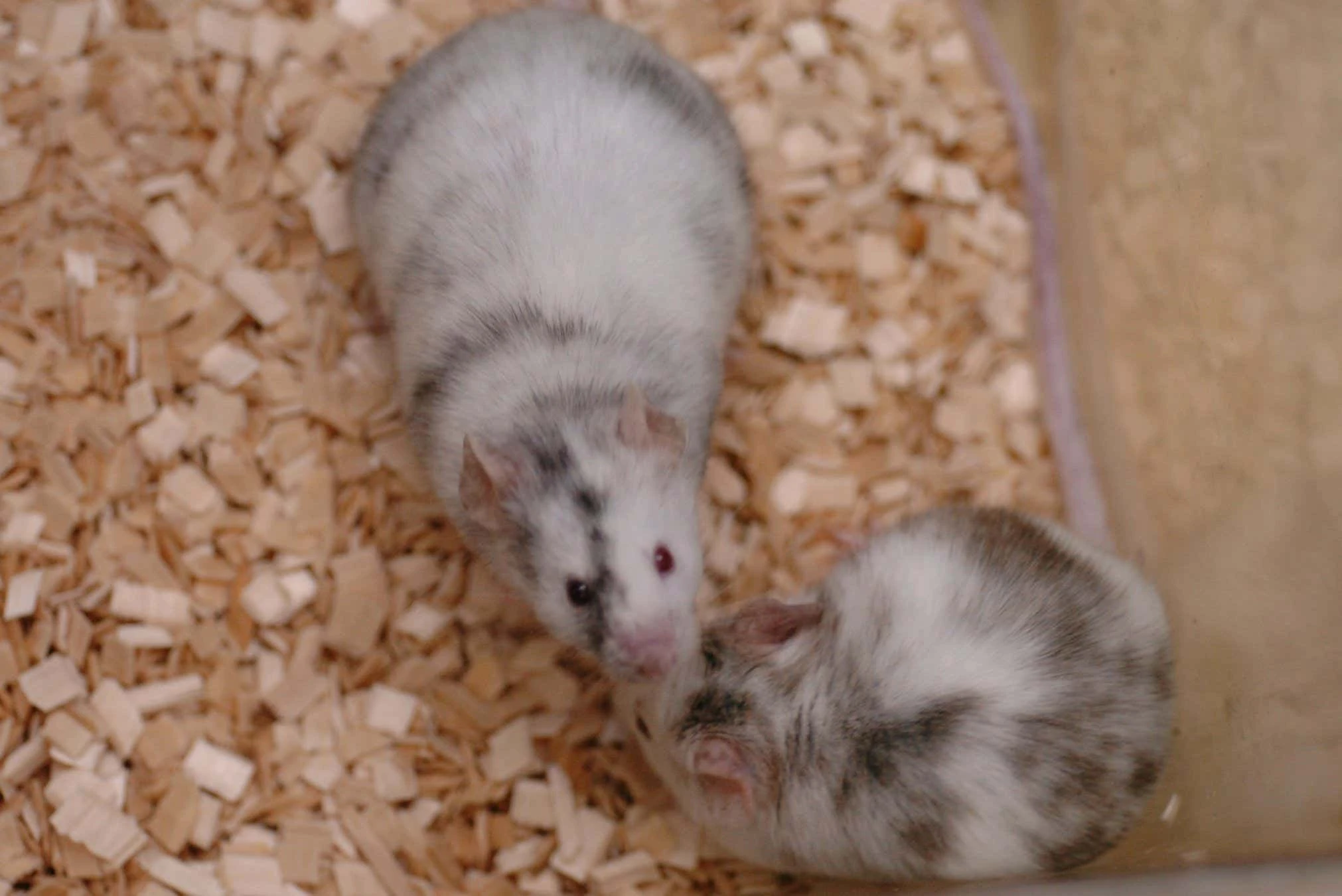 A chromosome from a frozen rat has been resurrected inside mice